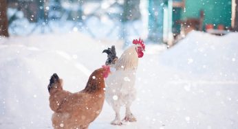How To Elevate Chicken In Winter Season?