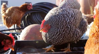 How To Mix Chicken Feed For Layers?