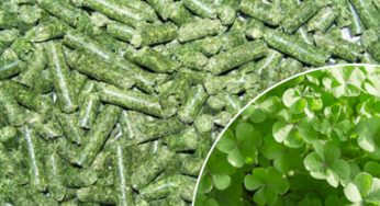 What makes alfalfa pellets a nutritious option for animal diets?